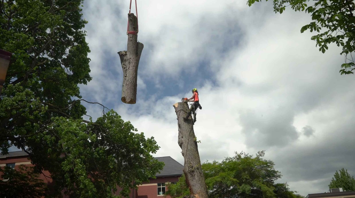 Crane-assisted tree removal specialist working in Hollister, CA