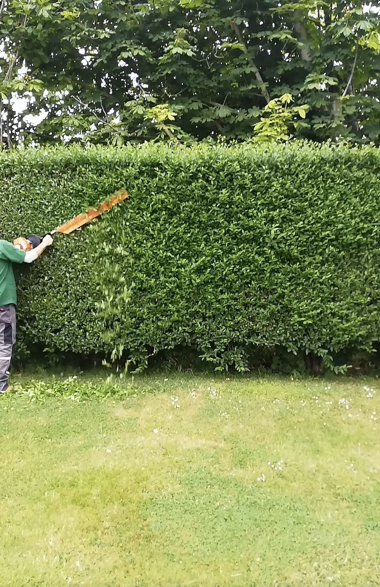 Professional hedge and shrub trimming service in Hollister, CA
