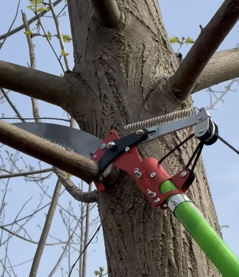 Professional tree pruning equipment trimming branches in Hollister, CA